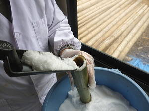 日本海の塩を竹に詰めます。手作業です。