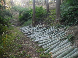 新潟県産の竹炭